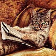 Recensioni di gatto quadro