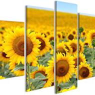 Recensioni di quadro campo di girasoli