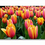 Recensioni di quadro tulipani