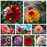 Recensioni di fiori viola da giardino