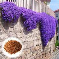 Recensioni di piante da giardino resistenti al sole