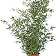 Recensioni di piante esotiche da giardino