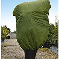 Recensioni di piante sempre verdi da giardino