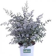 Recensioni di arbusti sempreverdi cespugli da giardino
