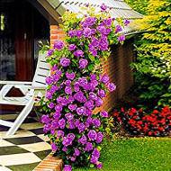 Recensioni di fiori da giardino perenni