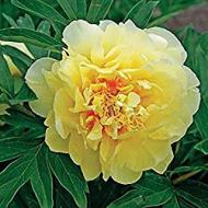 Recensioni di fiori gialli da giardino perenni