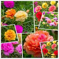 Recensioni di fiori per giardino roccioso