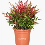 Recensioni di piante sempreverdi da giardino basse