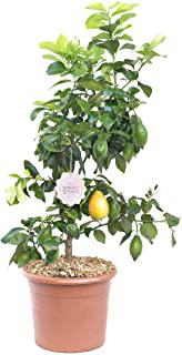 Recensioni di alberi sempreverdi alberi da giardino