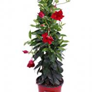 Recensioni di piante sempreverdi da giardino resistenti al f