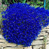 Recensioni di resistenti sempreverdi piante da giardino