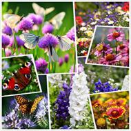 Recensioni di sassi per giardino roccioso