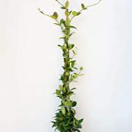 Recensioni di piante da giardino perenni pieno sole