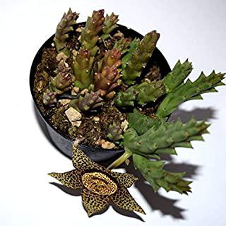Recensioni di piante grasse giardino